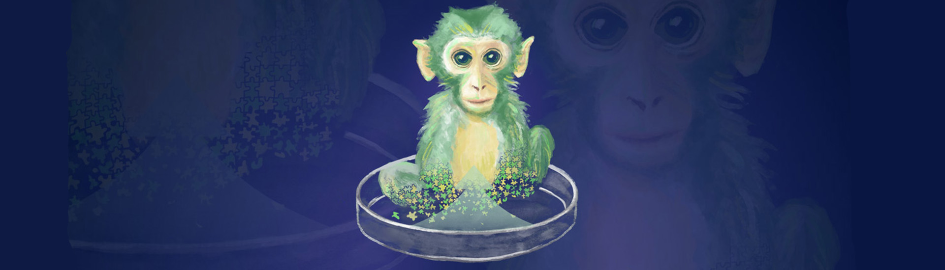 腦智卓越中心成功構(gòu)建胚胎干細(xì)胞嵌合體猴